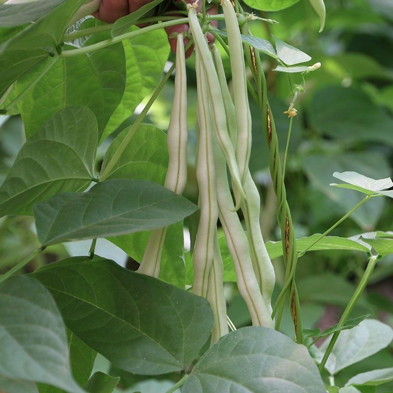 农娃娃摇钱树架豆种子高产结荚能力强豆荚嫩白绿厚肉春秋菜豆