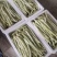 农娃娃摇钱树架豆种子高产结荚能力强豆荚嫩白绿厚肉春秋菜豆