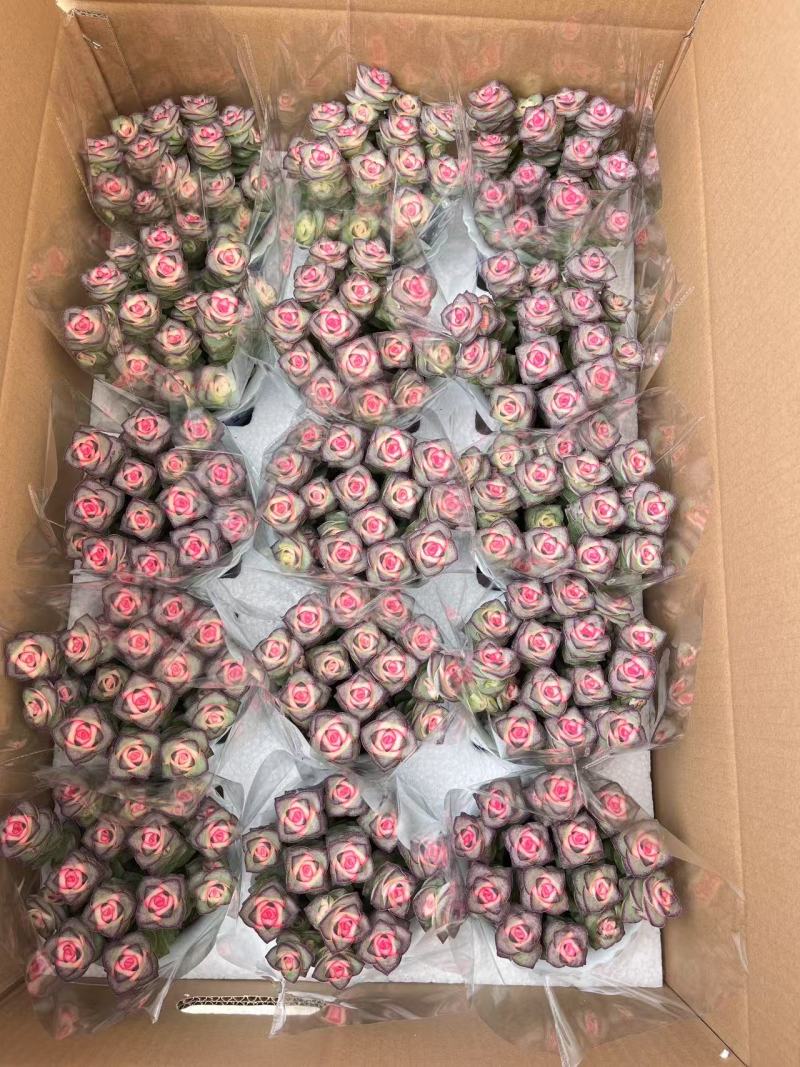 福建漳州多肉植物专业拼箱随机组合，上百种品种可供应