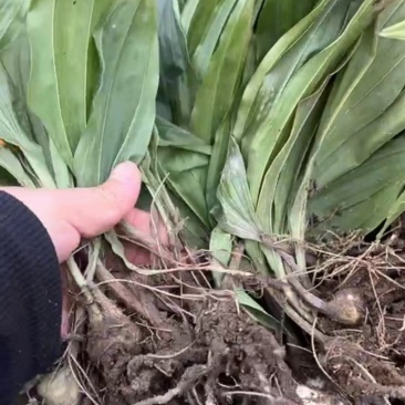 毛慈菇种苗
