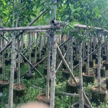 白玉兰