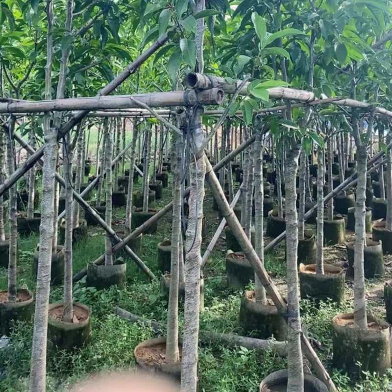白玉兰