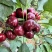 山东樱桃，大规模种植，代收，代发！支持一件代发！