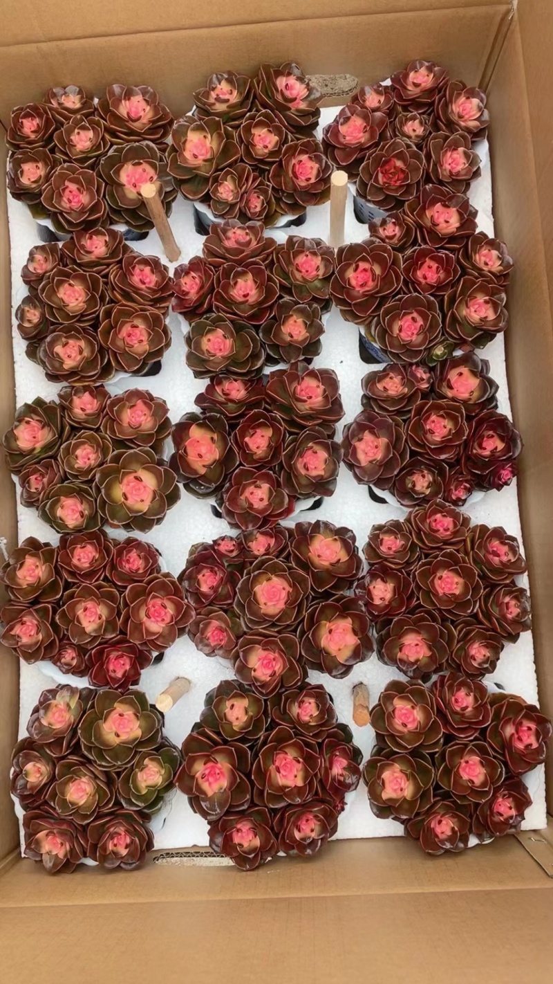 福建漳州多肉植物专业拼箱随机组合，上百种品种可供应