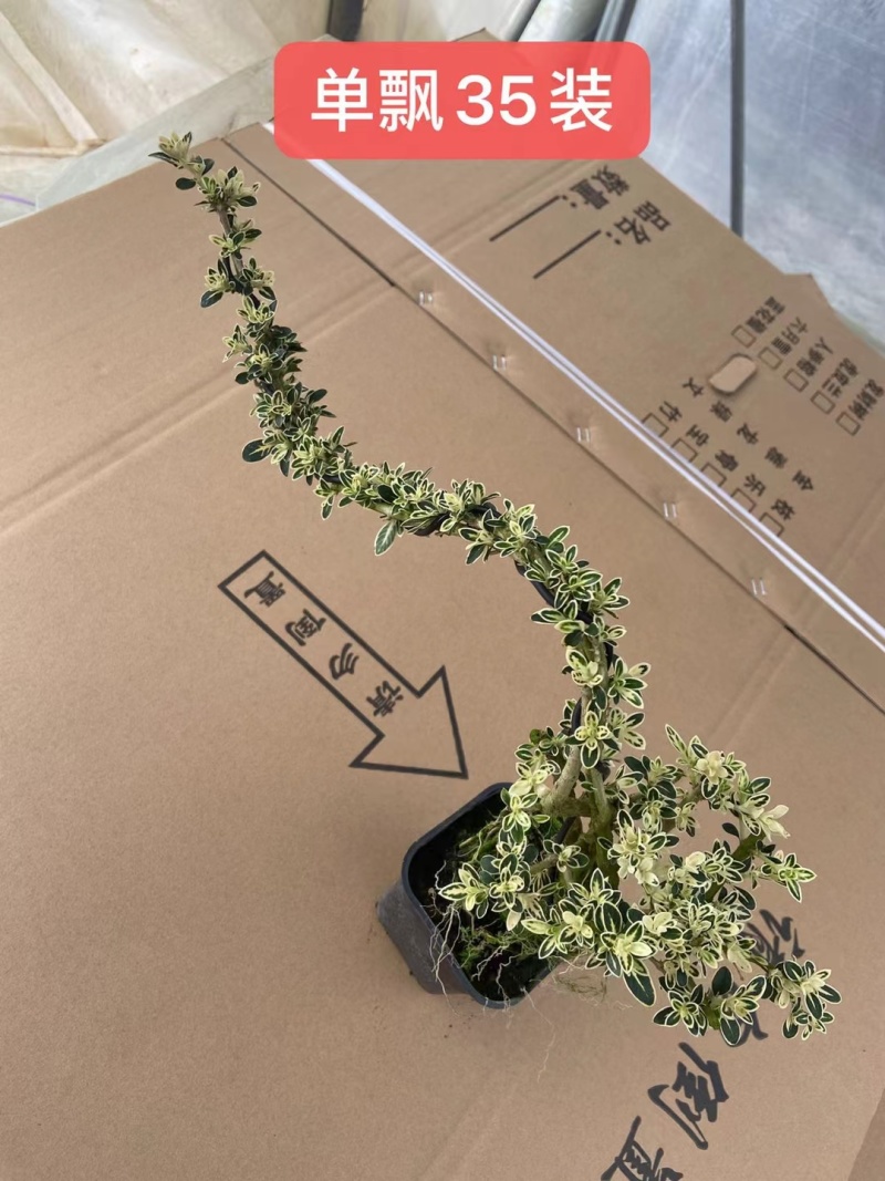 福建六月雪基地，常年大量出货，欢迎花友来实地考察