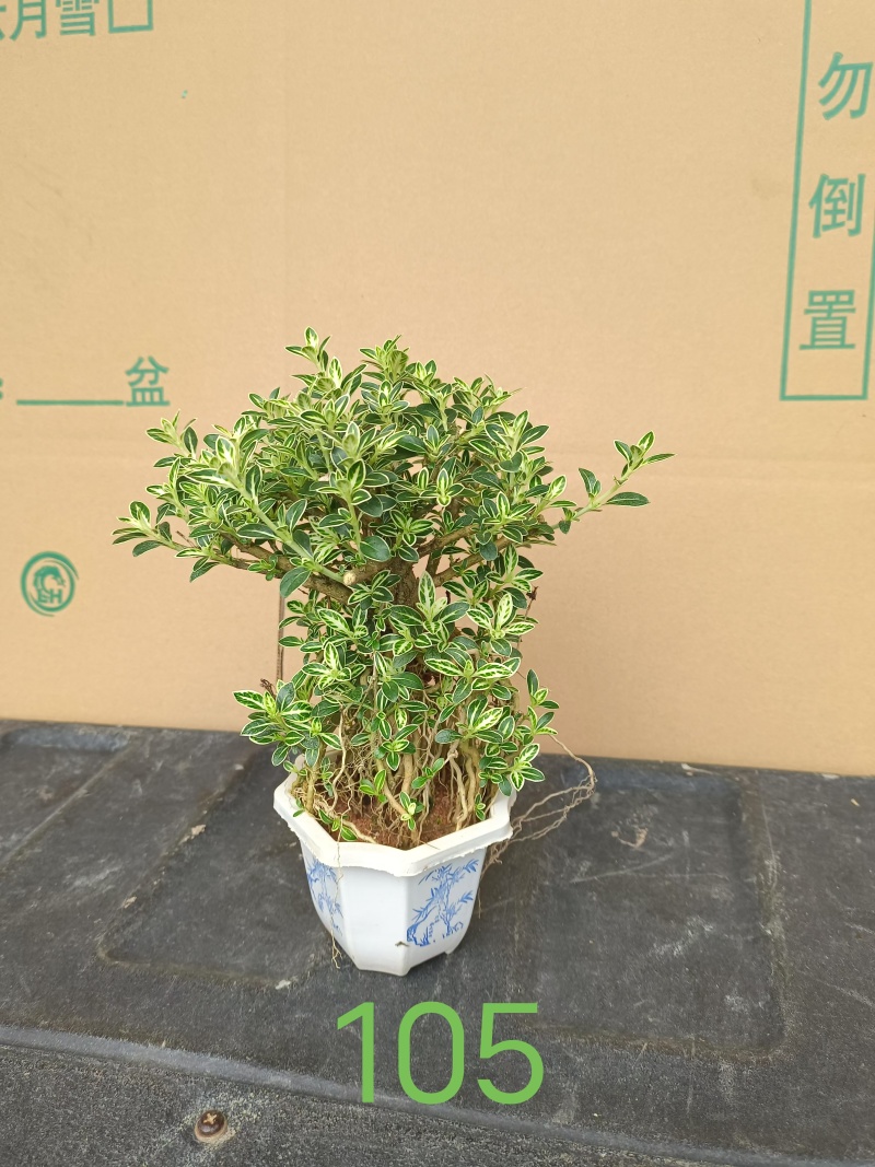 福建六月雪基地，常年大量出货，欢迎花友来实地考察