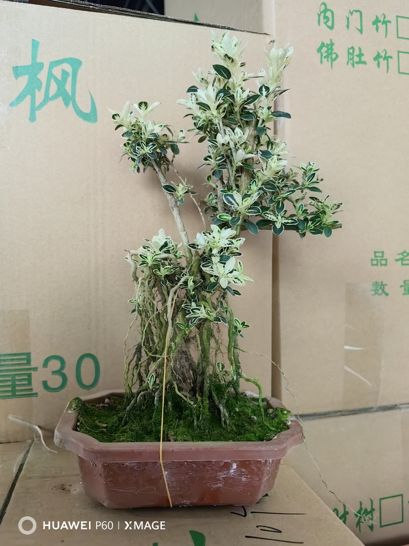 福建六月雪基地，常年大量出货，欢迎花友来实地考察