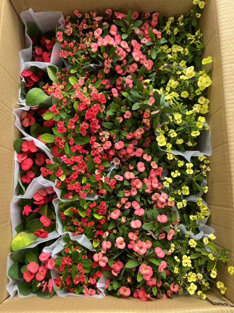 铁海棠基地货源量大从优，常年大量供货/量大从优