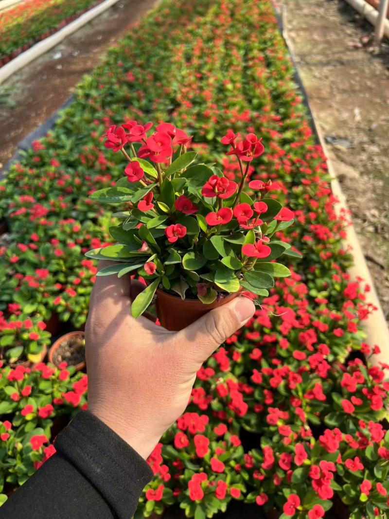 铁海棠基地货源量大从优，常年大量供货/量大从优