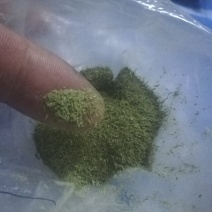 侧柏叶（磨粉）中药材晋城产地直发优质叶类药材新鲜干燥