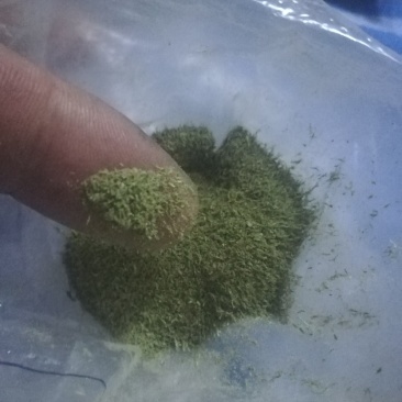 侧柏叶（磨粉）中药材晋城产地直发优质叶类药材新鲜干燥