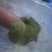 侧柏叶（磨粉）中药材晋城产地直发优质叶类药材新鲜干燥