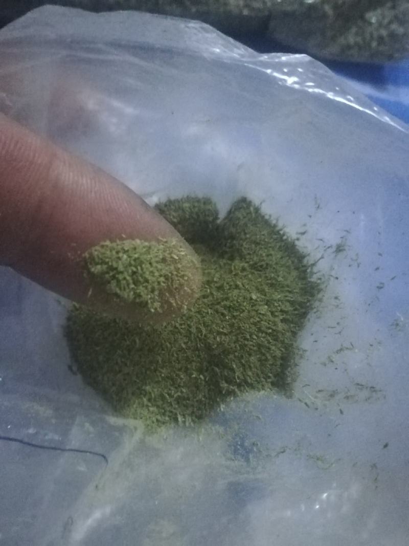 侧柏叶（磨粉）中药材晋城产地直发优质叶类药材新鲜干燥