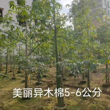美丽异木棉