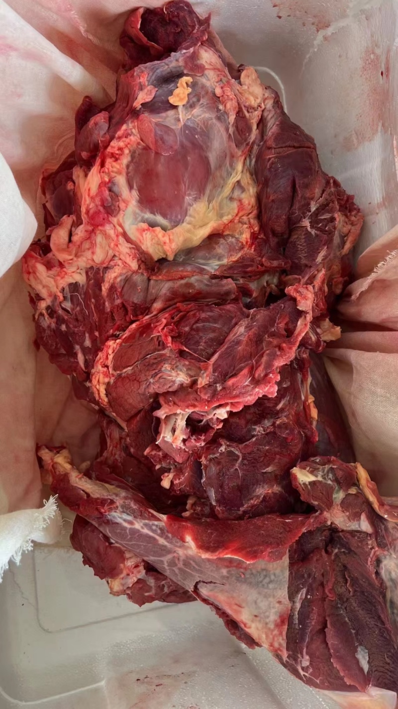 牛肉四分体牛肉精修去油牛前牛后源头厂家直销