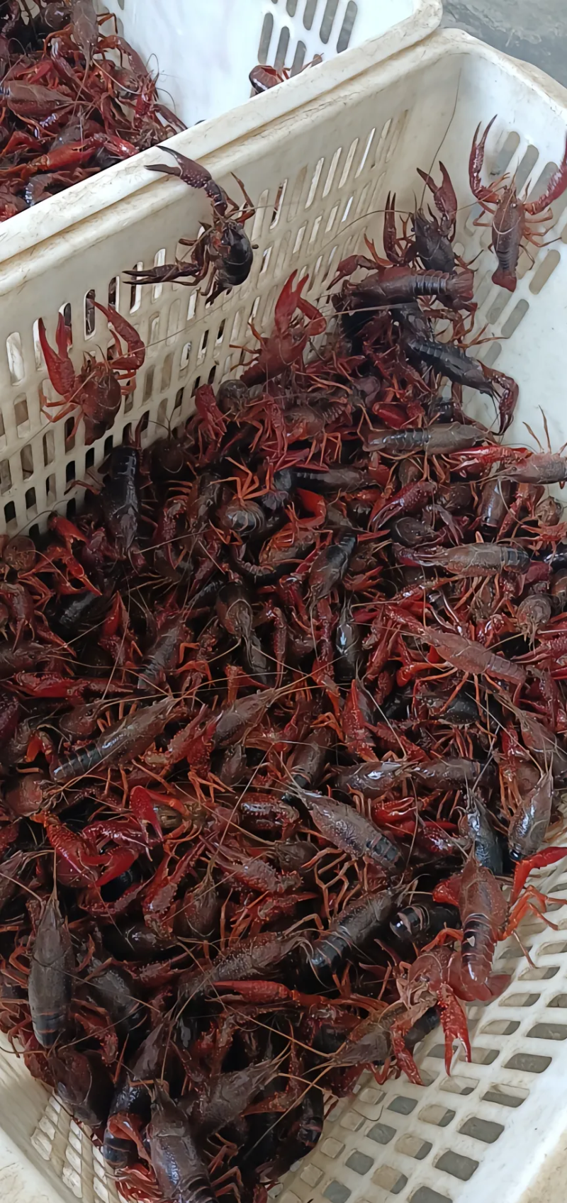 湖北鲜活小龙虾大中小规格按级分拣规格齐全欢迎咨询