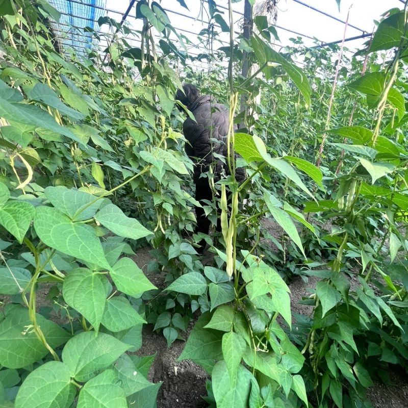 十粒白泰国十粒香架豆种子优质高产耐热抗病商品性佳春秋