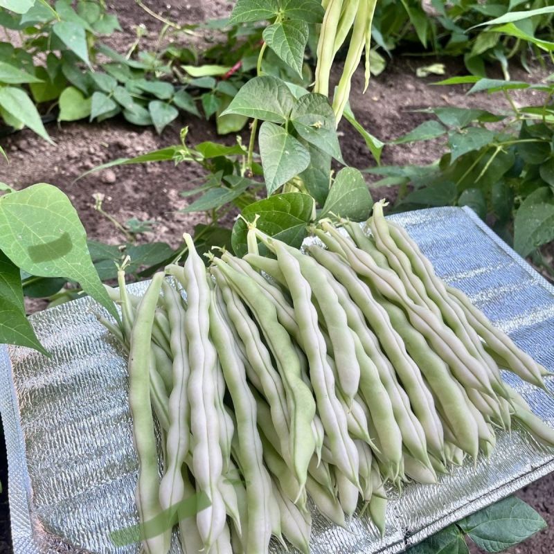 十粒白泰国十粒香架豆种子优质高产耐热抗病商品性佳春秋