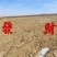 600亩地下水自动化滴灌优质耕地承包地势平坦适合大型农机