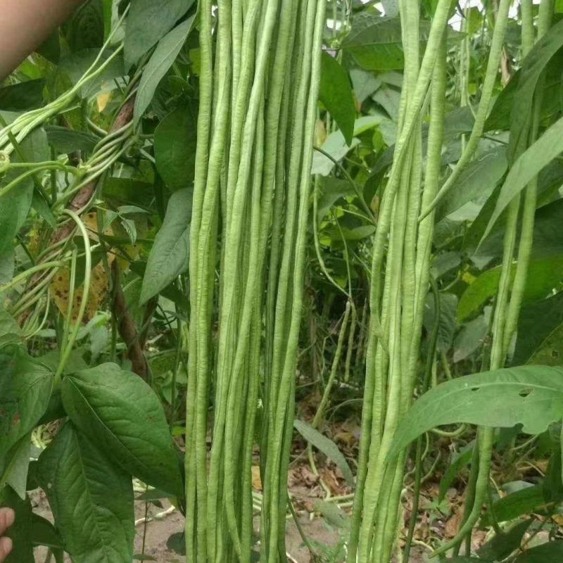 青梅竹马长豇豆种子中早熟翠绿厚肉长豆角种籽春秋播白籽白花