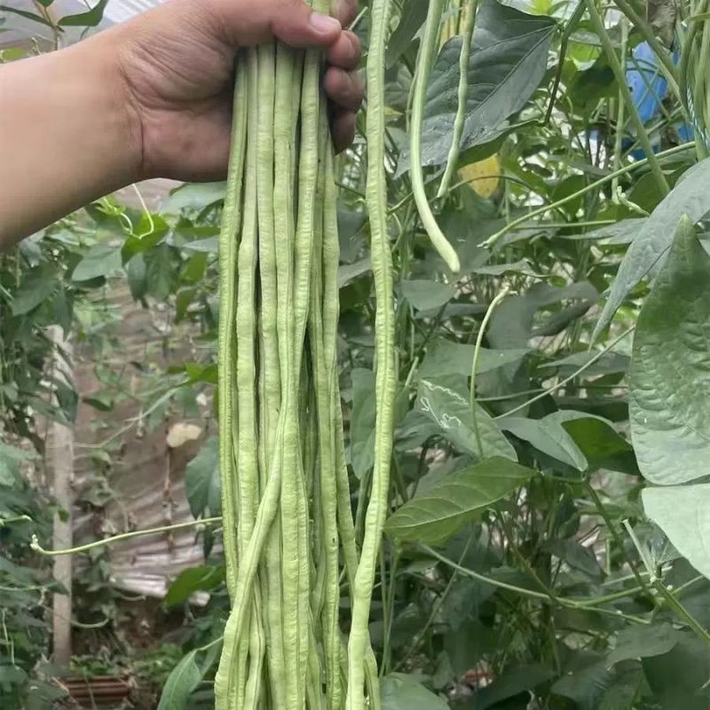 青梅竹马长豇豆种子中早熟翠绿厚肉长豆角种籽春秋播白籽白花