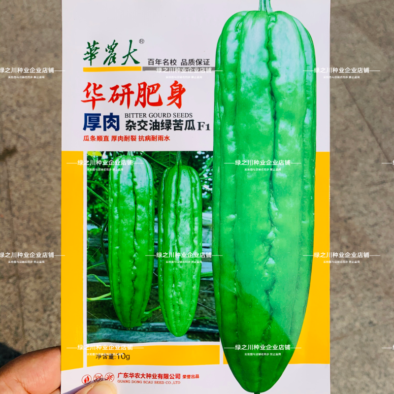 华农大华研肥身苦瓜种子耐热杂交油绿苦瓜种子厚肉耐雨水