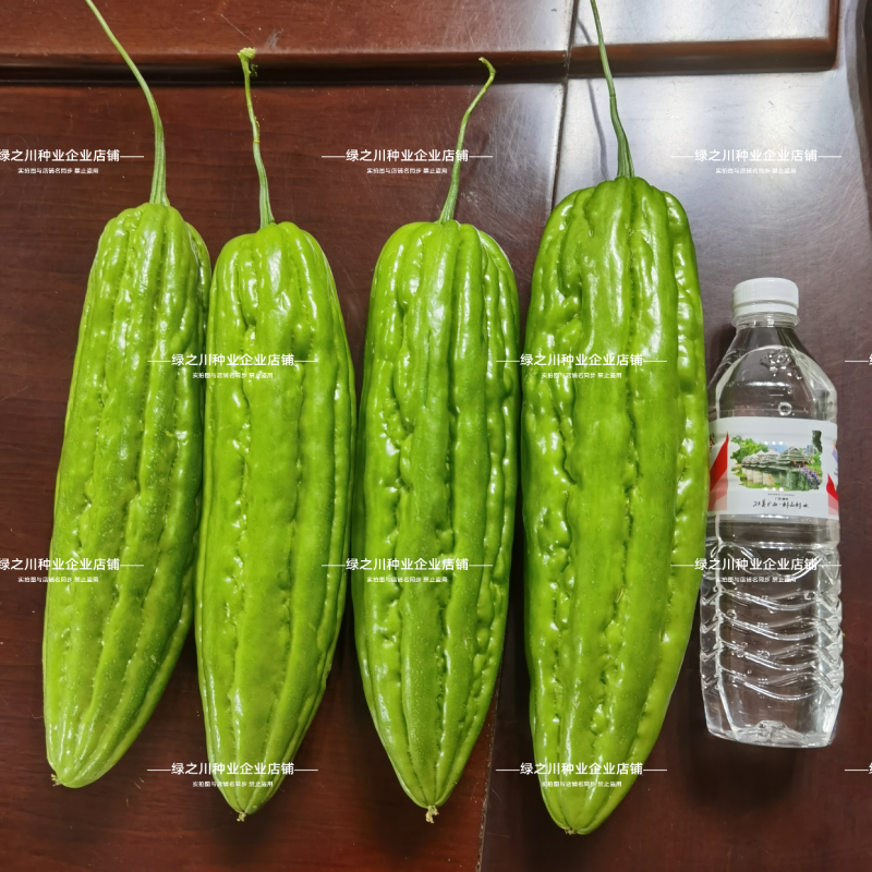华农大华研肥身苦瓜种子耐热杂交油绿苦瓜种子厚肉耐雨水