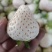 天仙醉白雪公主草莓