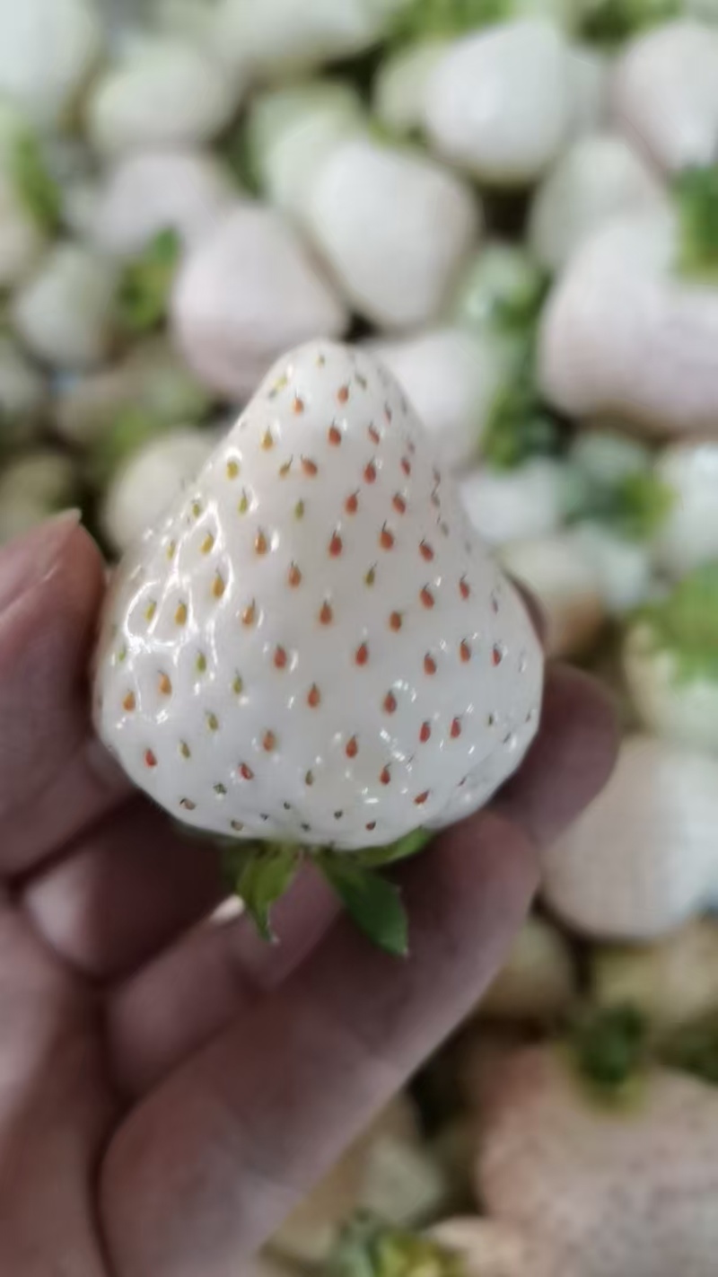 天仙醉白雪公主草莓