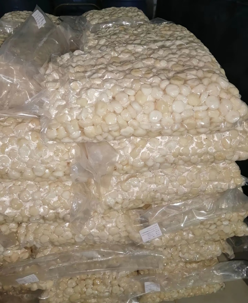生鲜白马蹄，广西贺州市原产地，口感好清甜化渣，量大详谈
