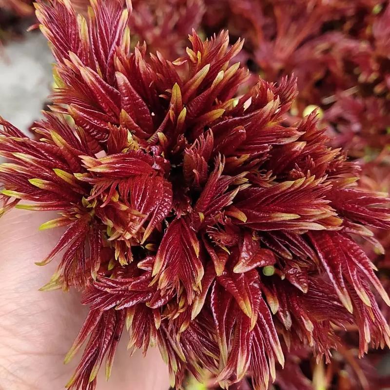 四川省达州市大竹县香椿芽大竹红油香椿香芽上市了大量现货。