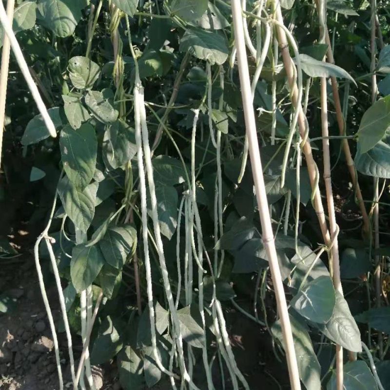 白雪长龙豇豆种子高产豆角抗病长豇豆大田肉厚种四季蔬菜