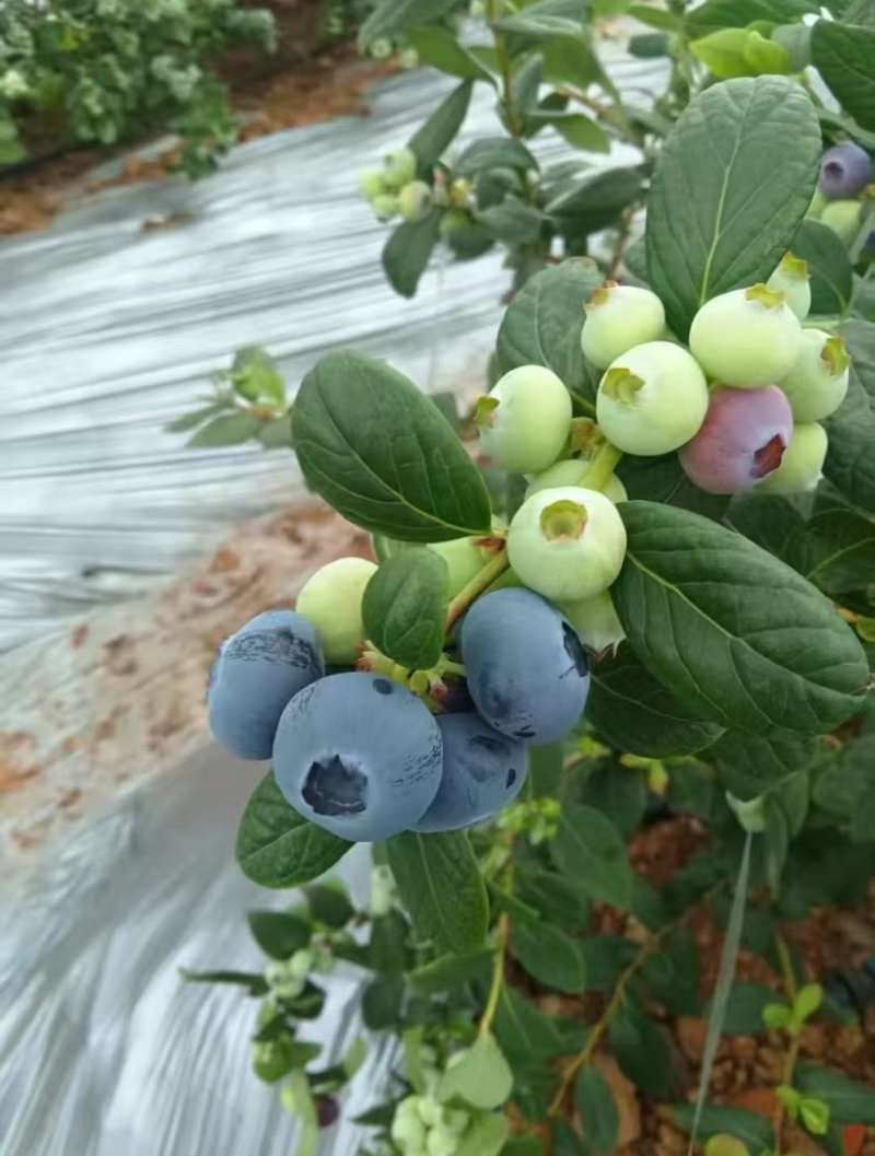 瑞卡蓝莓，精品蓝莓，物超所值，产地直发，全国发货欢迎咨询