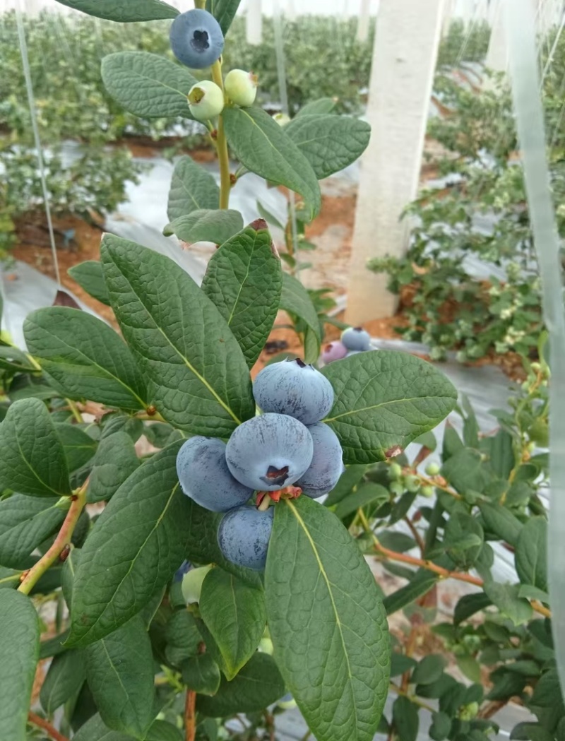 瑞卡蓝莓，精品蓝莓，物超所值，产地直发，全国发货欢迎咨询
