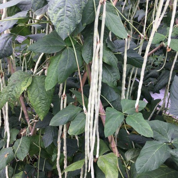 雪豹长豇豇豆种子抗病高产厚肉型长白豆角种子银白豇