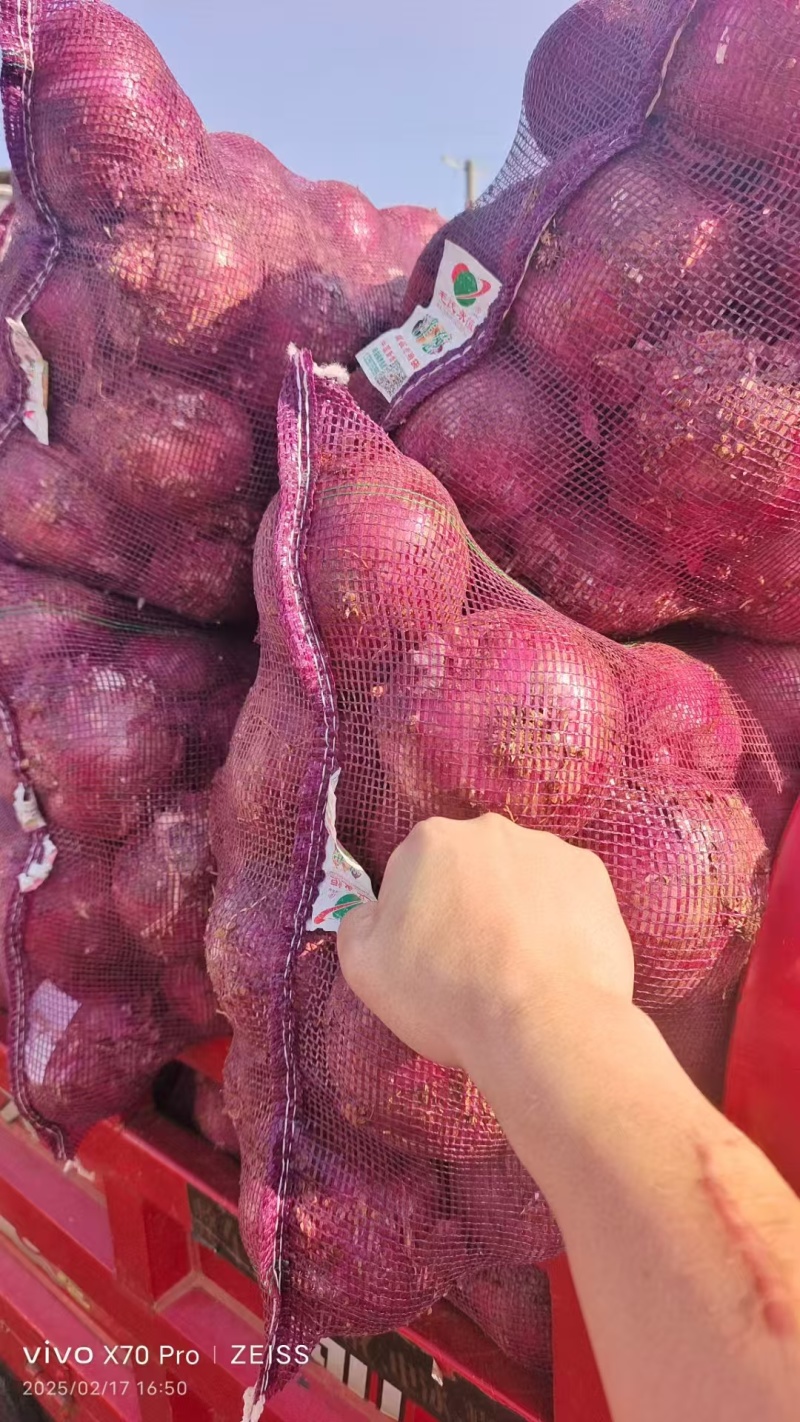 红皮洋葱/量大从优/产地直发货源充足诚信经营可视频看货