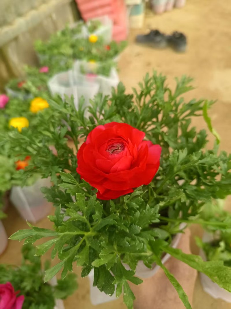 芹叶牡丹，多个颜色，自产自销，货源充足，有许要的联系。