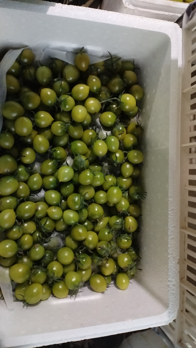 青霞66小西红柿上市了。