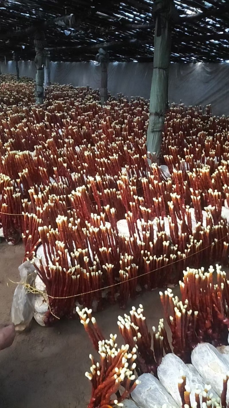 灵芝，鹿角灵芝冠县灵芝产地直销