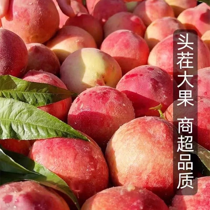肥城桃30万斤。***********