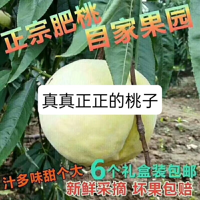 肥城桃30万斤。***********