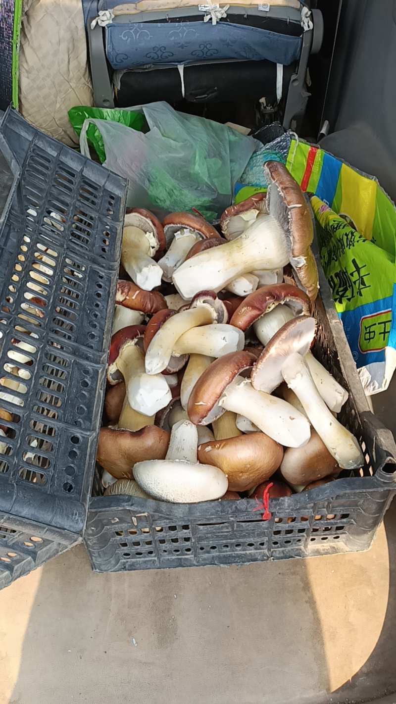 大球盖菇