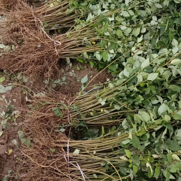 药用连翘苗