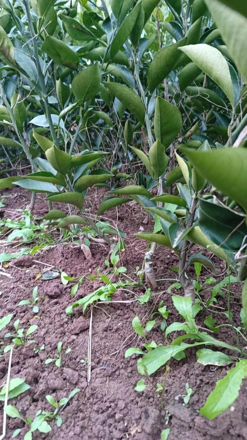 塔罗科血橙苗