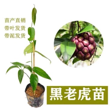 正宗黑老虎苗爬藤布福娜树苗耐寒南北方阳台庭院四季种植
