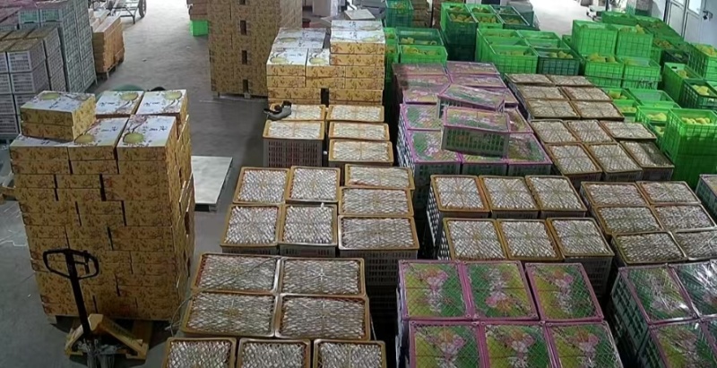 精品秋月梨丰水梨大量供应代收代发代加工对接各电商平台