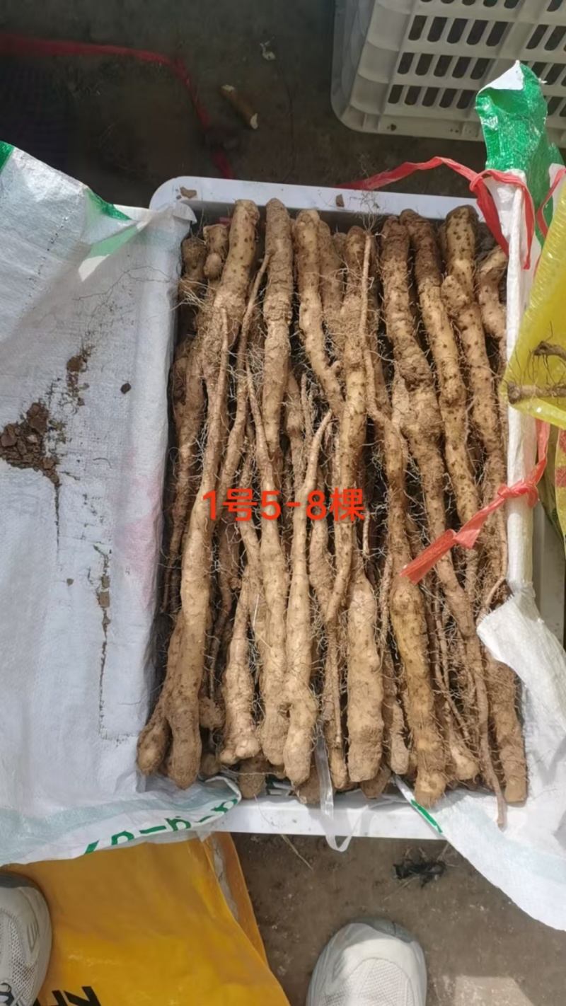 铁棍山药豆苗，种源纯正，各类规格都有，产地直发，代发全国