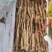铁棍山药豆苗，种源纯正，各类规格都有，产地直发，代发全国