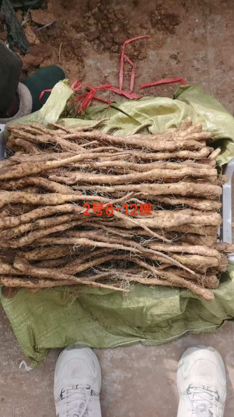 铁棍山药豆苗，种源纯正，各类规格都有，产地直发，代发全国