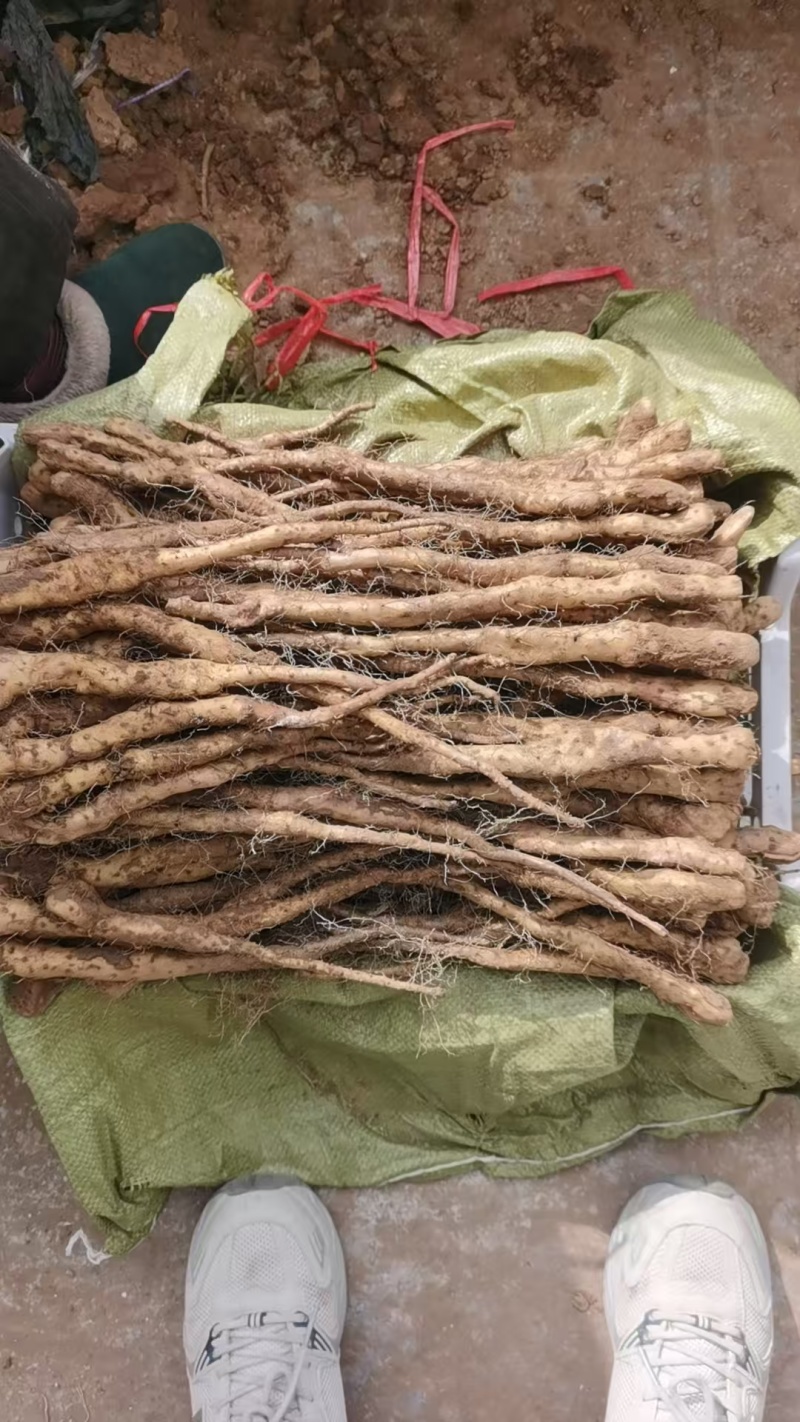 铁棍山药豆苗，种源纯正，各类规格都有，产地直发，代发全国